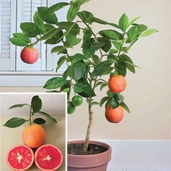 Грейпфрут из косточки в домашних условиях выращивание
