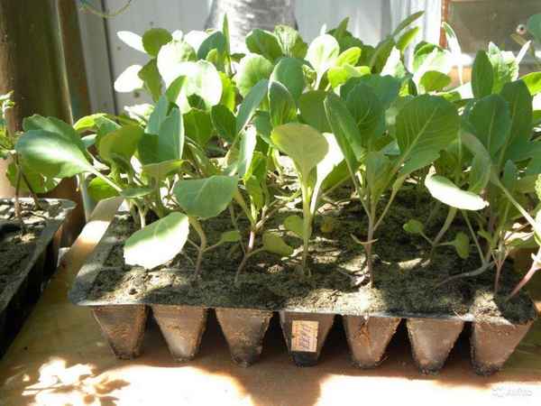 Рассада капусты выращивание в домашних условиях