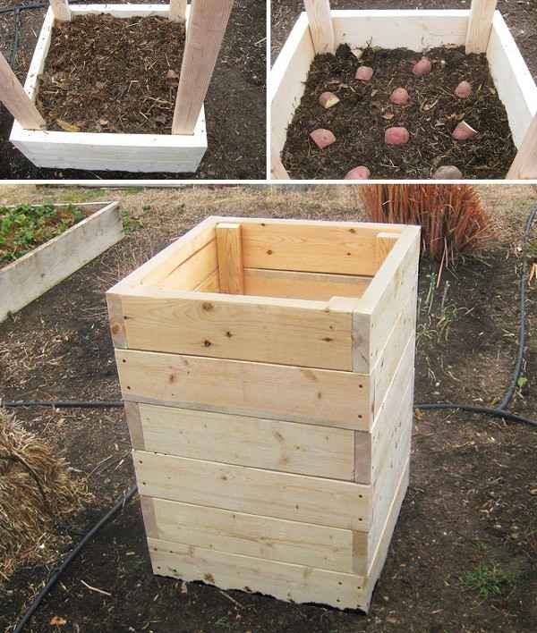 Выращивание картофеля в ящиках без дна