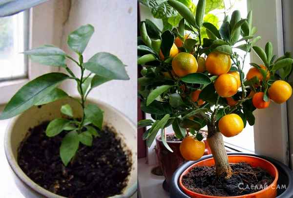 Выращивание мaндаринового дерева в домашних условиях