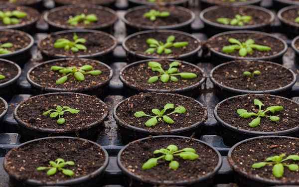 Выращивание многолетников из семян в домашних условиях