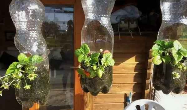 Клубника на балконе выращивание в пластиковых бутылках
