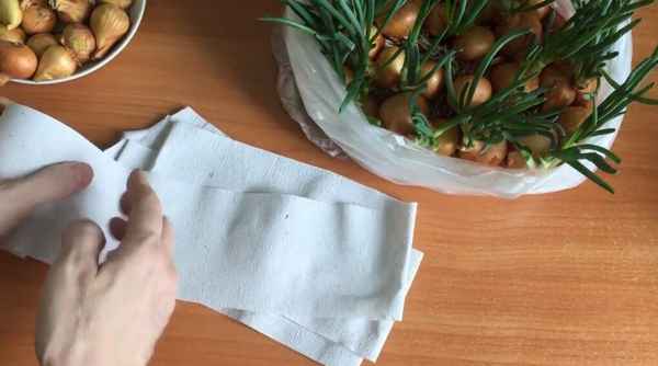Выращивание зеленого лука в пакете без земли