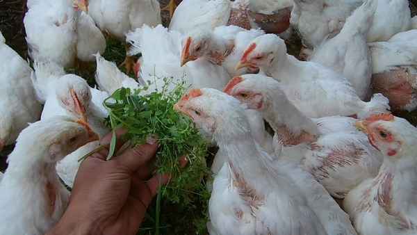 Броллерские цыплята кобб 500 выращивание
