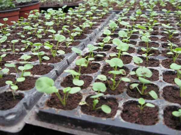 Виола выращивание из семян когда сажать?
