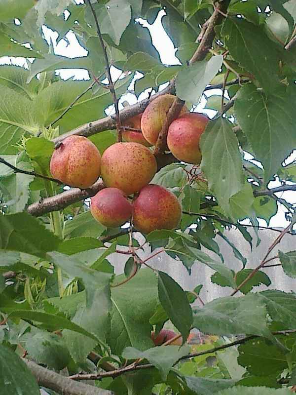 Выращивание абрикоса в средней полосе России