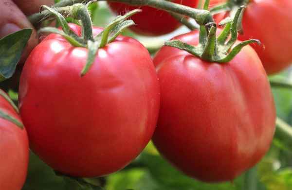 Новые сорта помидоров для открытого грунта