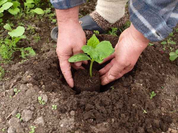 Как сажать огурцы в открытый грунт рассадой?
