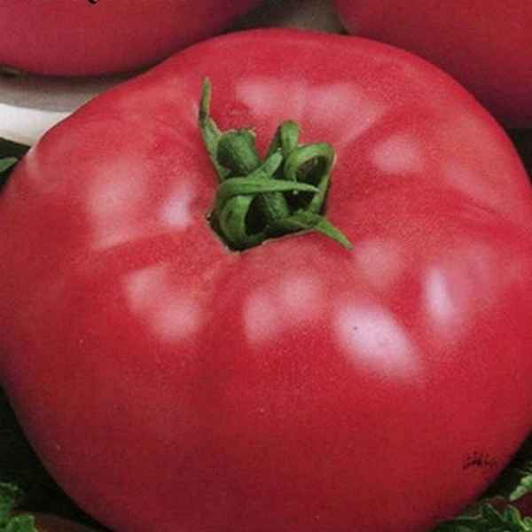 Малиновые сорта томатов для открытого грунта