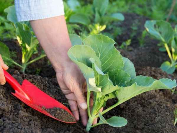 Удобрения для капусты в открытом грунте