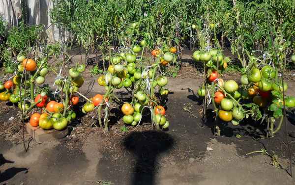 Как ухаживать за помидорами в открытом грунте?