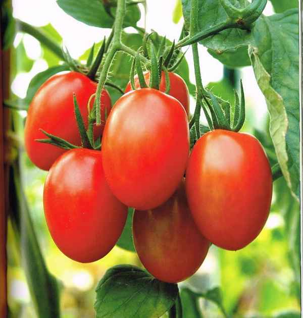 Самые сладкие сорта томатов для открытого грунта