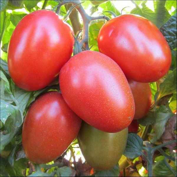 Сливовидные сорта томатов для открытого грунта