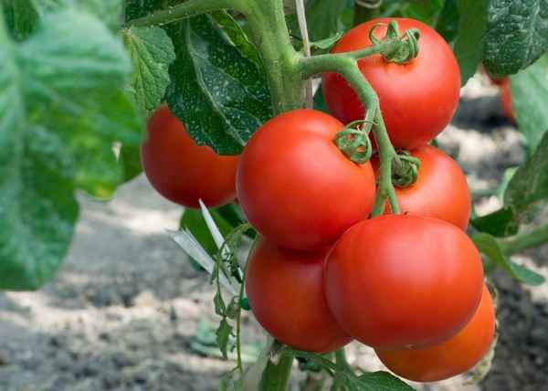 Ранние помидоры для открытого грунта высокоурожайные