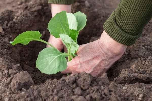 Как сажать капусту в открытый грунт рассадой?