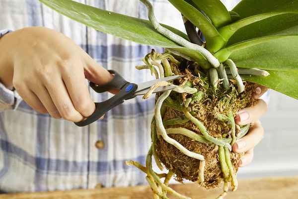 Как обрезать корни орхидеи в домашних условиях?