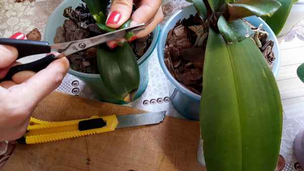 Можно ли обрезать листья у орхидеи?