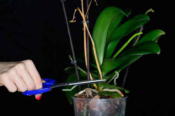 Как правильно обрезать отцветшую орхидею?