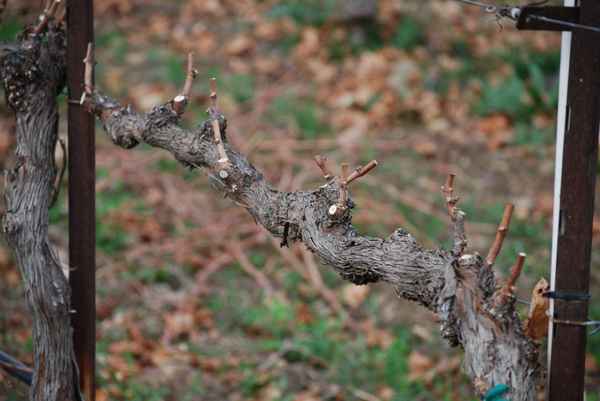 Как обрезать запущенный виноград осенью?