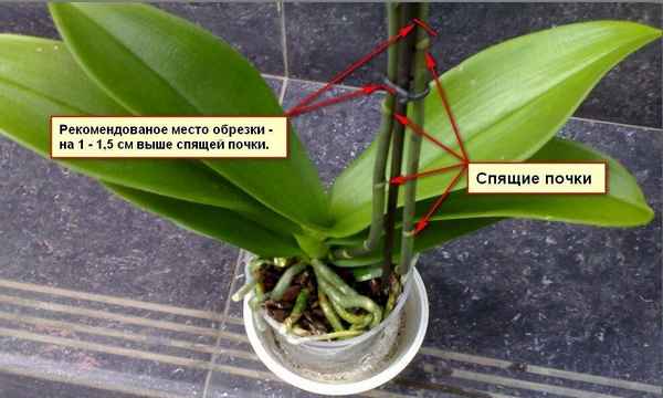 Можно ли обрезать листья у орхидеи Фаленопсис?