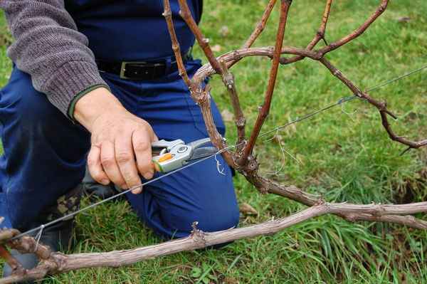 Как правильно обрезать лозу винограда осенью?