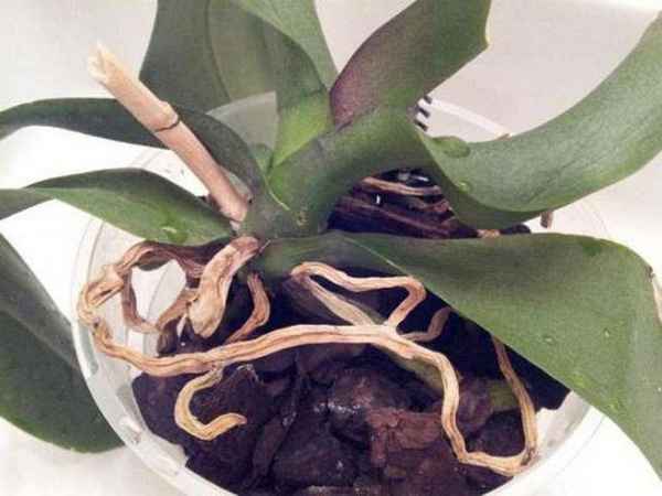 Как обрезать воздушные корни у орхидеи?