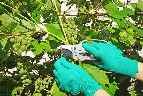 Как ухаживать за виноградом летом обрезка?