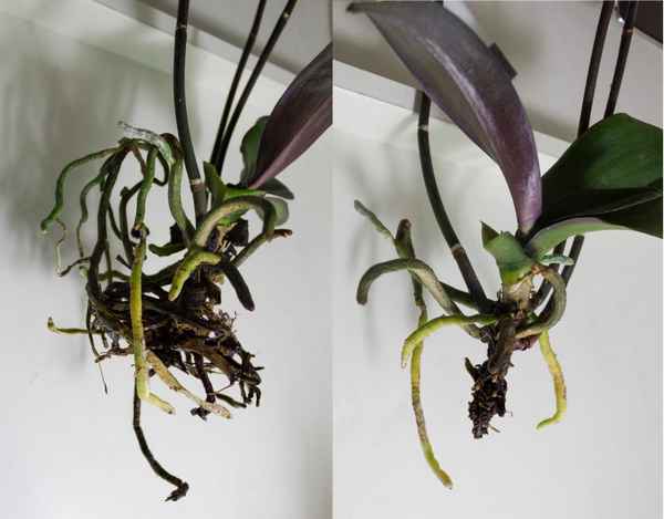 Нужно ли обрезать воздушные корни у орхидеи?