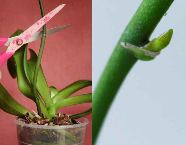 Надо ли обрезать отцветшие цветоносы у орхидей?