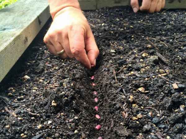 Посадка фасоли в открытый грунт семенами