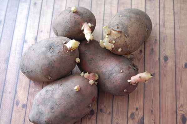 Посадка картофеля ростками без клубня