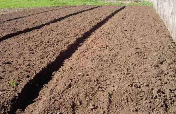 Подготовка почвы к посадке картофеля