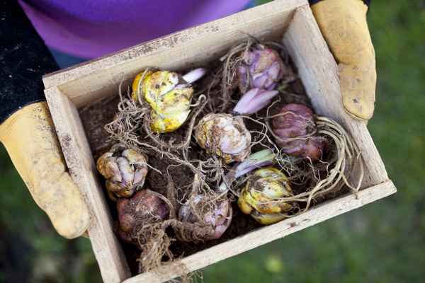 Как сохранить луковицы лилий до посадки весной?