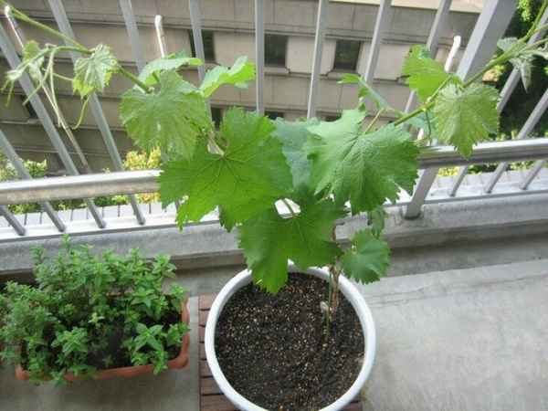 Посадка винограда из косточки в домашних условиях