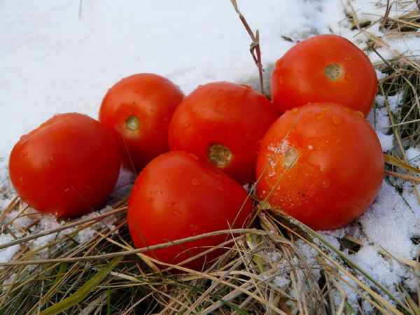 Подзимняя посадка томатов