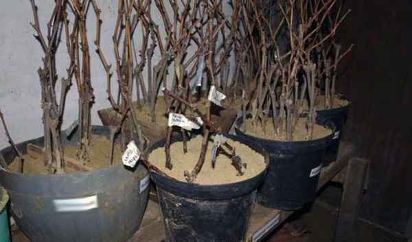 Хранение виноградных черенков зимой для посадки весной