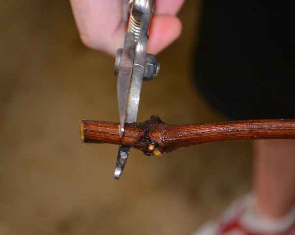 Как обрезать черенки винограда для посадки весной?