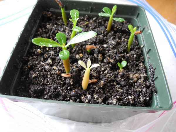 Посадка семян адениума в домашних условиях