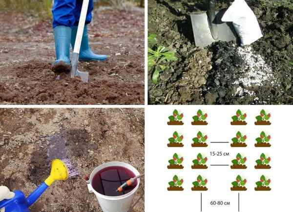 Подготовка почвы для посадки клубники