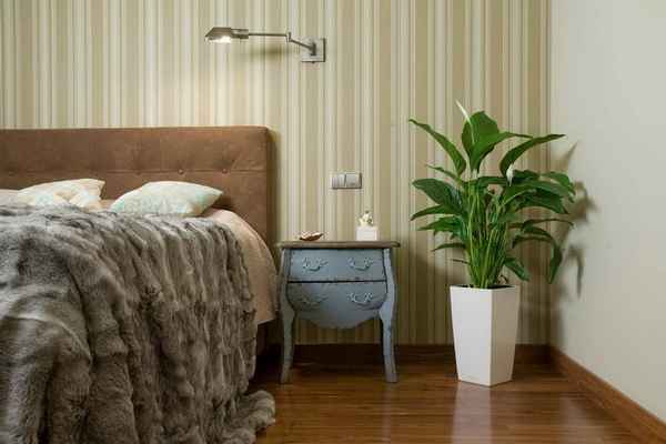 Какие комнатные растения можно держать в спальне?