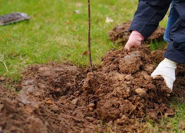 Как улучшить глинистую почву на участке?