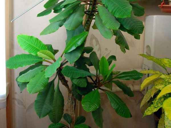 Обезьянье дерево комнатное растение