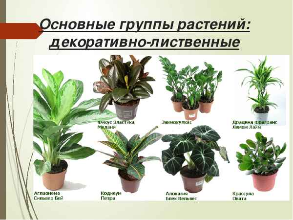 Определить комнатное растение по внешнему виду