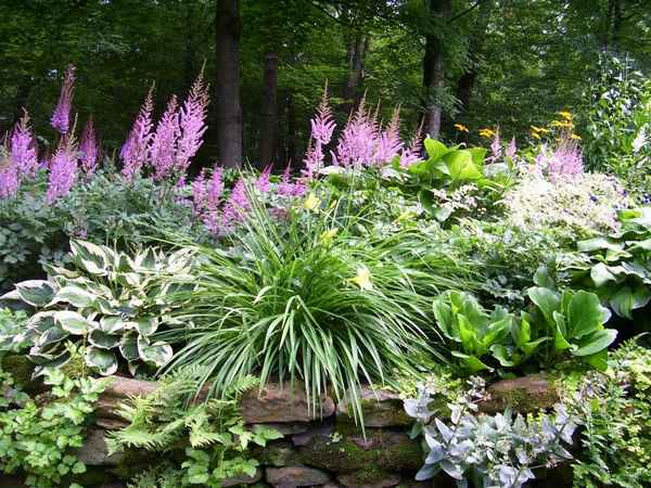 Растения для тенистых мест в саду многолетники