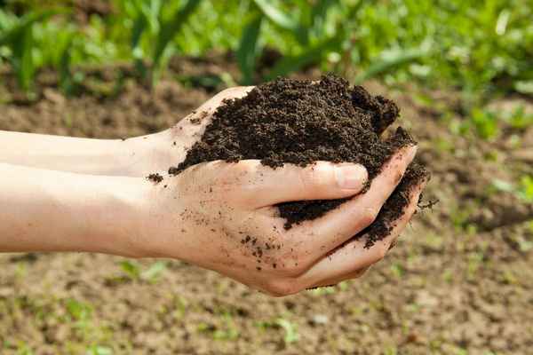 Как оздоровить почву на огороде?
