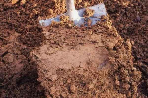 Улучшение глинистой почвы
