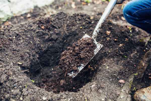 Почва для груши должна быть