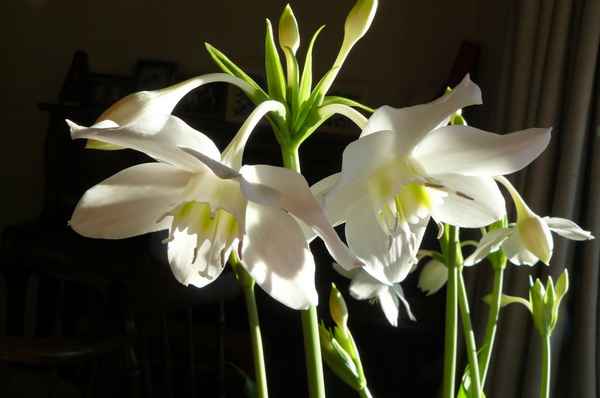 Белая лилия комнатное растение
