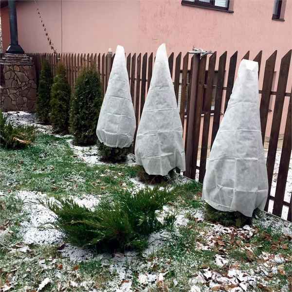 Как укрыть хвойные растения на зиму?
