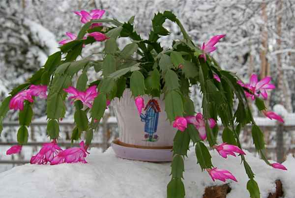 Какие комнатные растения цветут зимой?